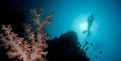Philippines Scuba Diving Holiday. Malapascua Dive Centre. Diver.